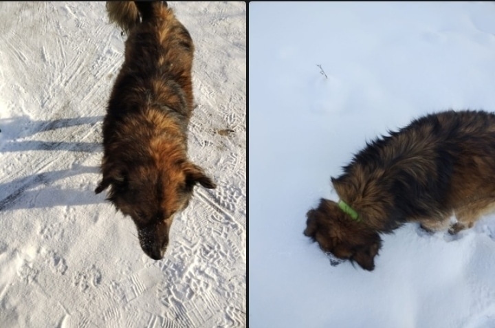 Пропала собака в Бердске — фото объявления