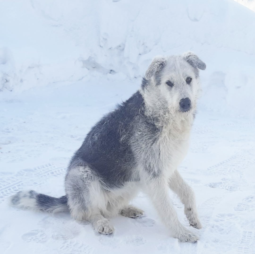 Найдена собака в Бердске — фото объявления