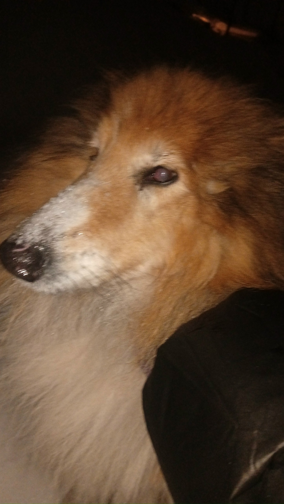 Пропала собака в Бердске — фото объявления