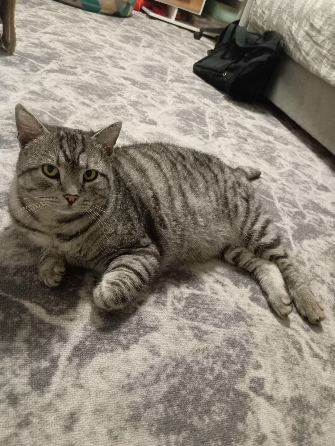 Пропала кошка в Бердске — фото объявления