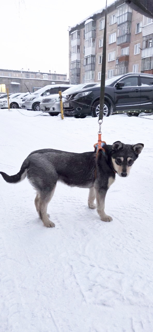 Найдена собака в Бердске — фото объявления