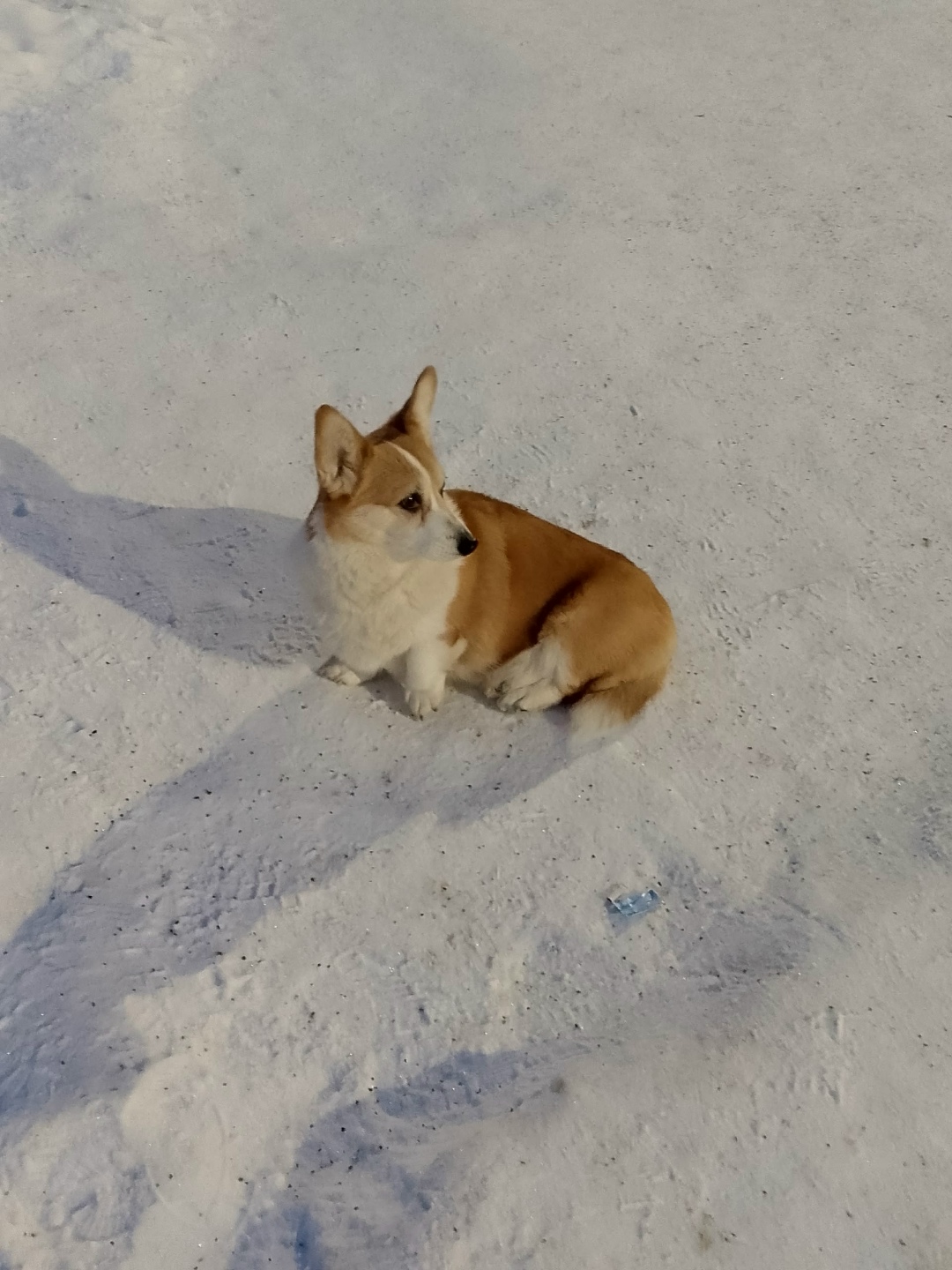 Пропала собака в Бердске — фото объявления
