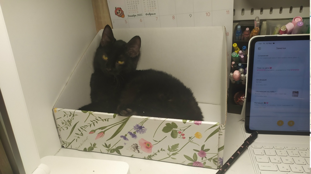 Найдена кошка в Бердске — фото объявления