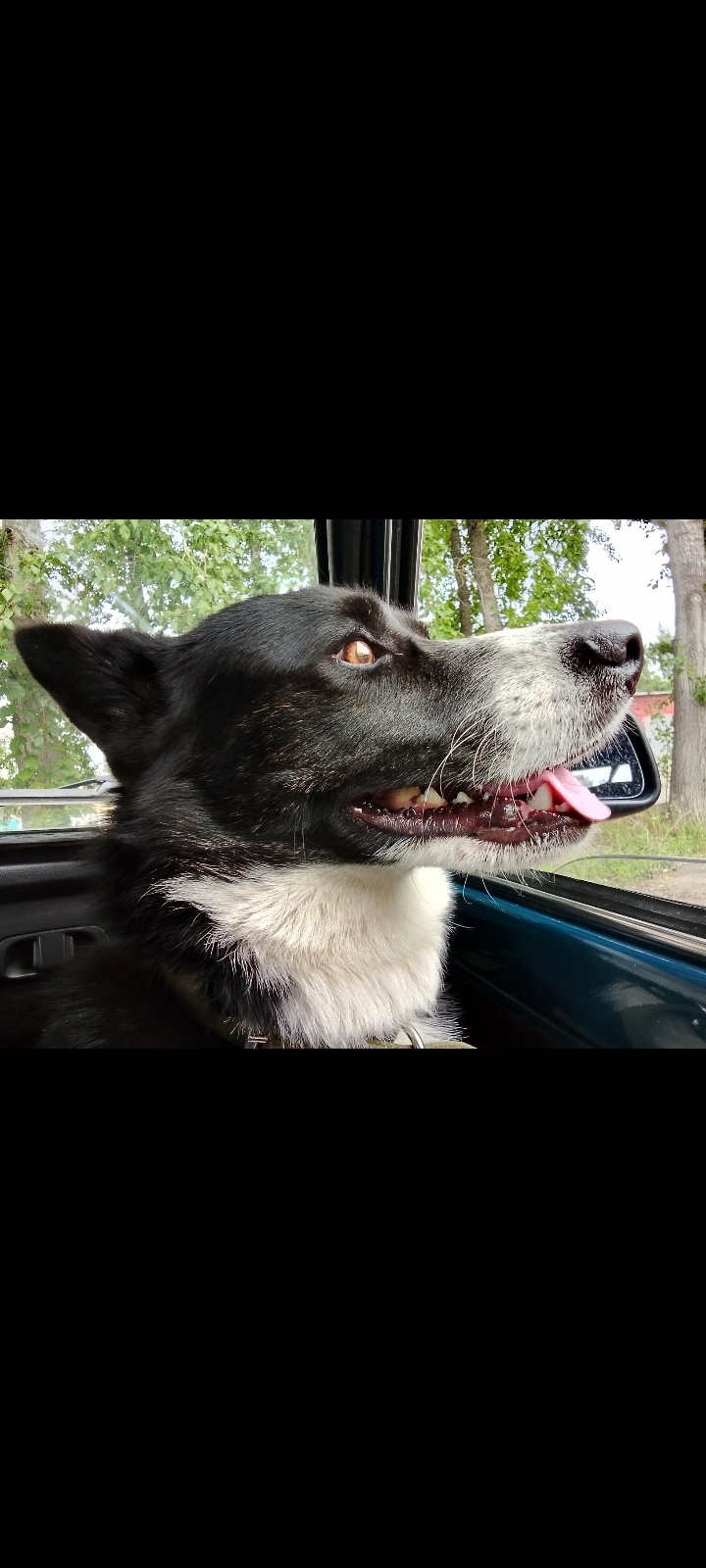 Пропала собака в Бердске — фото объявления