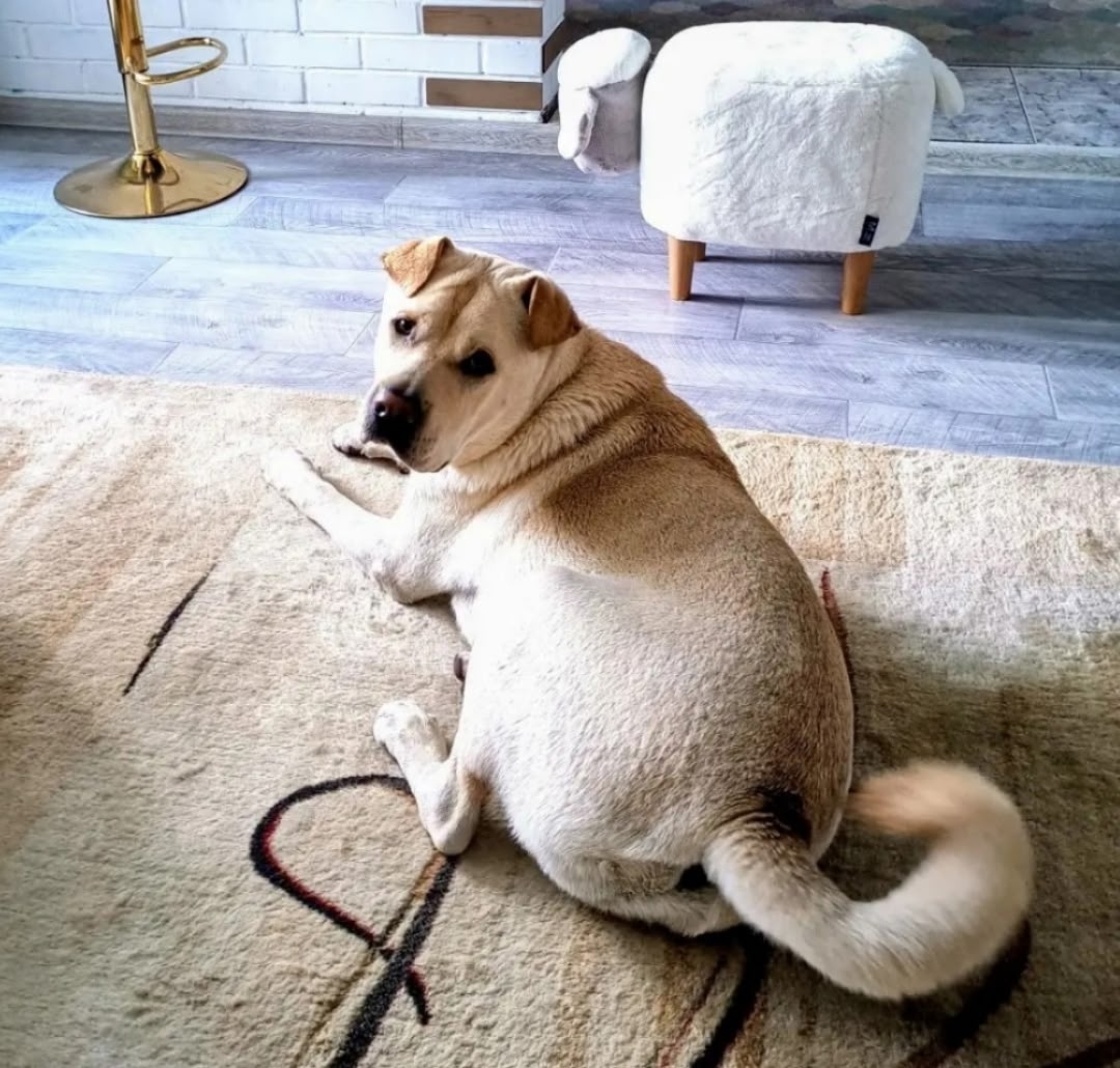 Пропала собака в Бердске — фото объявления