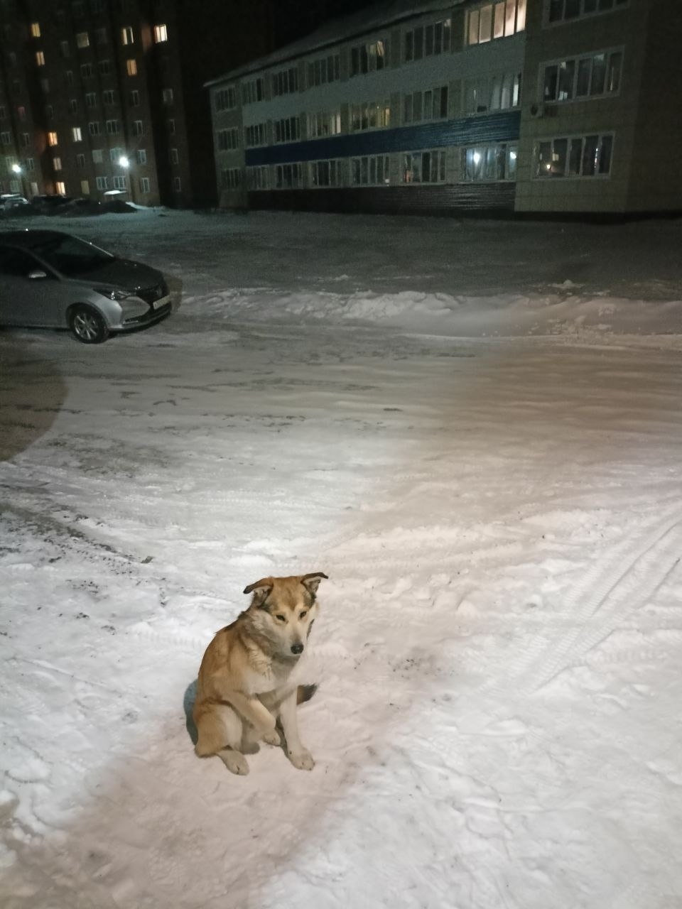 Пропала собака в Бердске — фото объявления