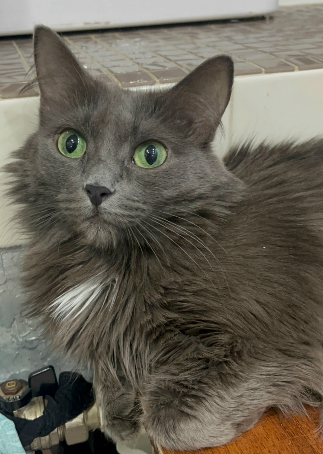 Пропала кошка в Бердске — фото объявления