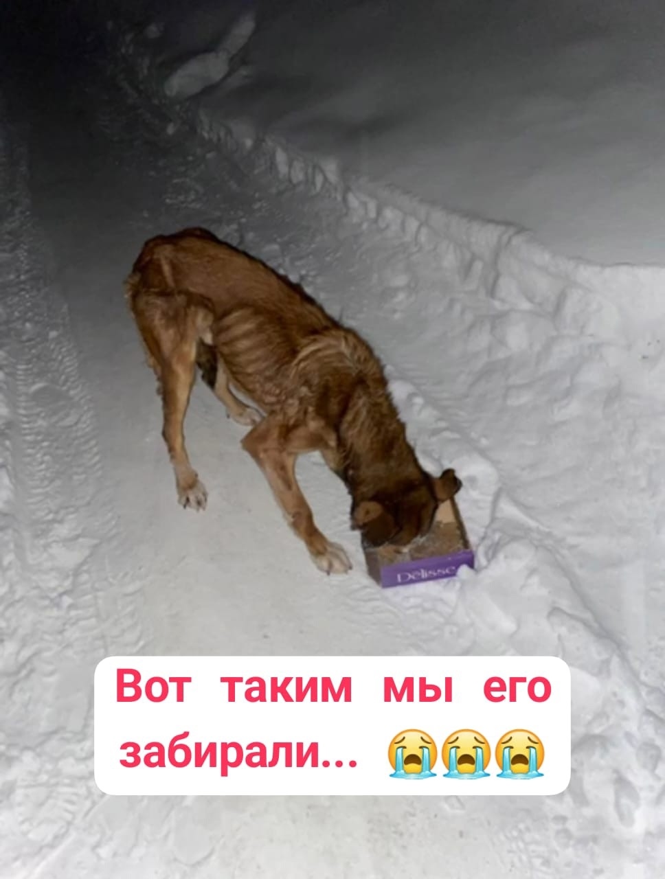 Пропала собака в Бердске — фото объявления