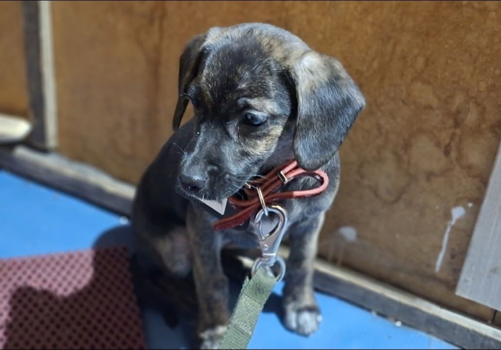 Пропала собака в Бердске — фото объявления