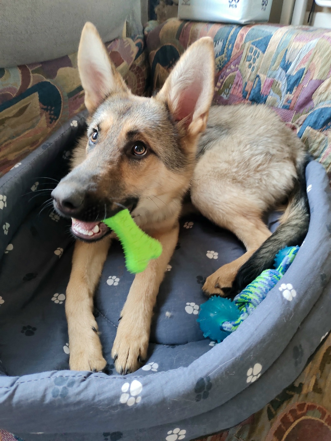 Пропала собака в Бердске — фото объявления