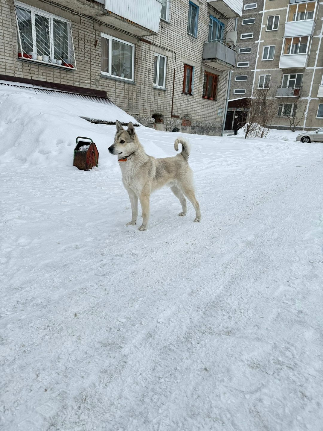 Пропала собака в Бердске — фото объявления