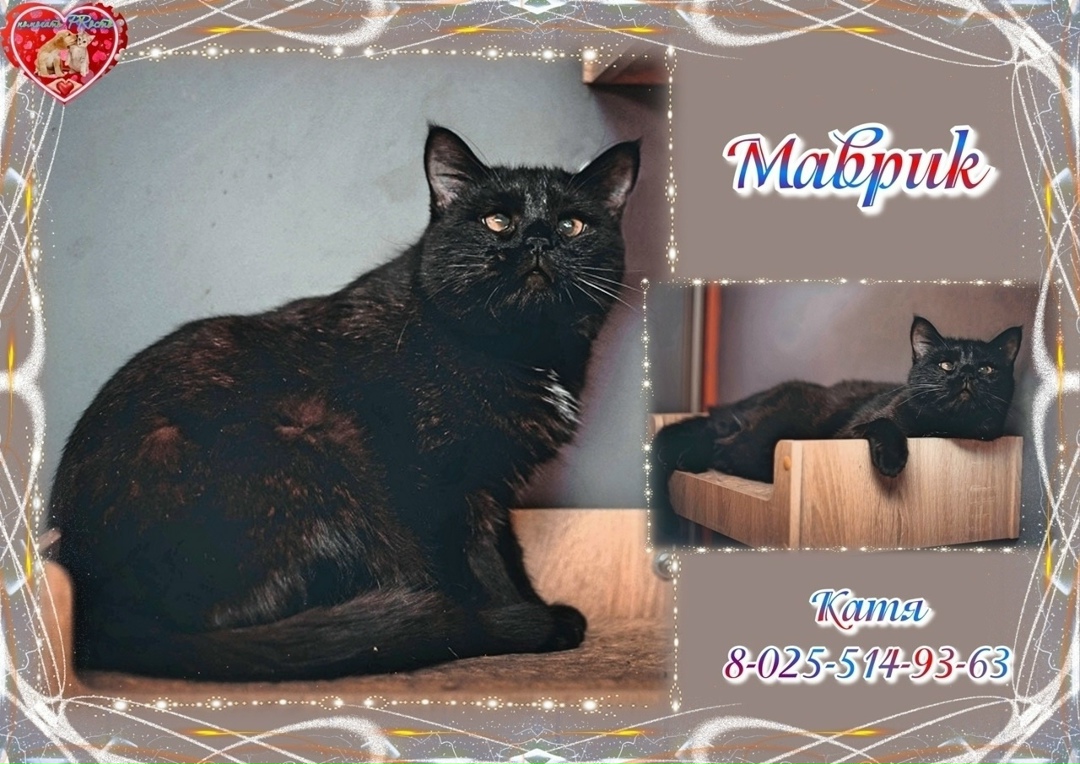 Пропала кошка в Бердске — фото объявления