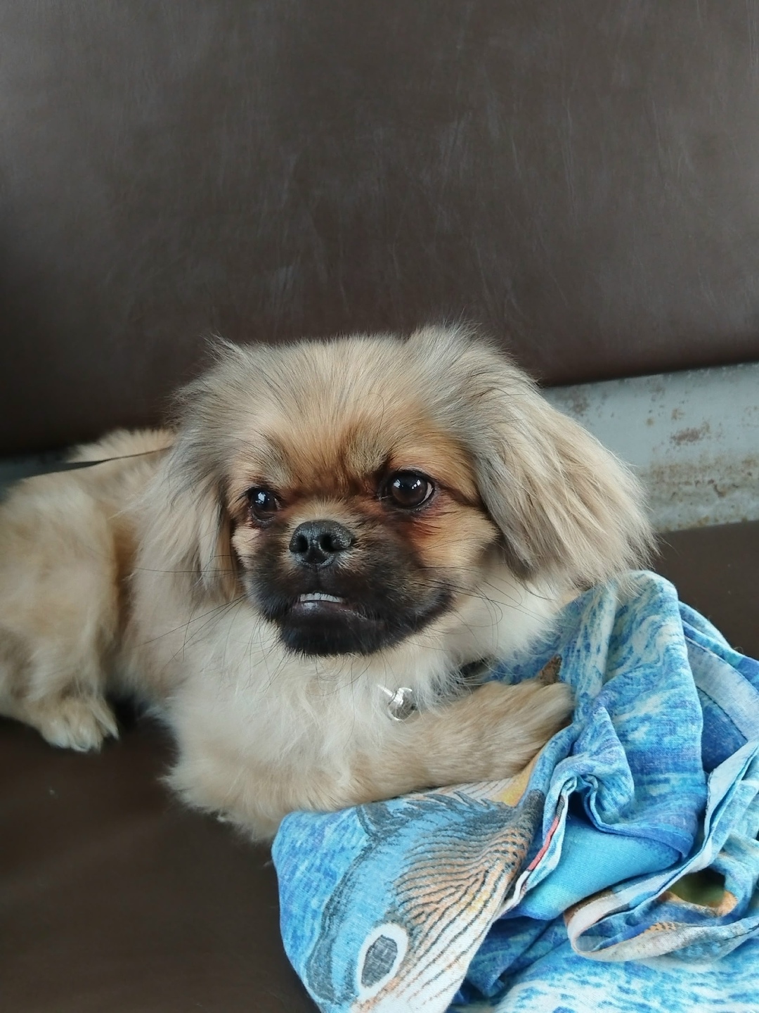 Найдена собака в Бердске — фото объявления