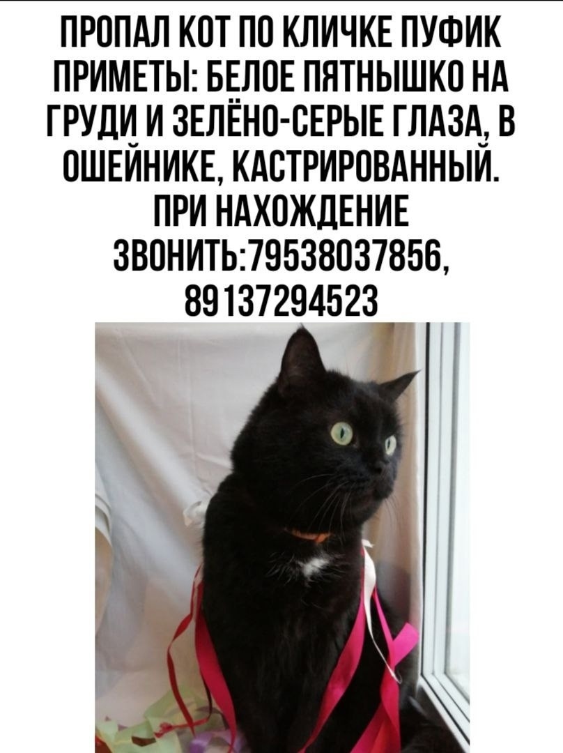 Пропала кошка в Бердске — фото объявления