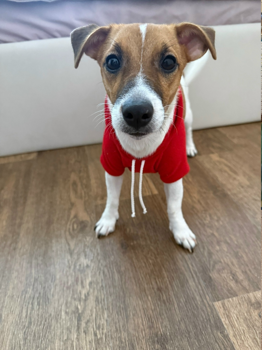 Пропала собака в Бердске — фото объявления