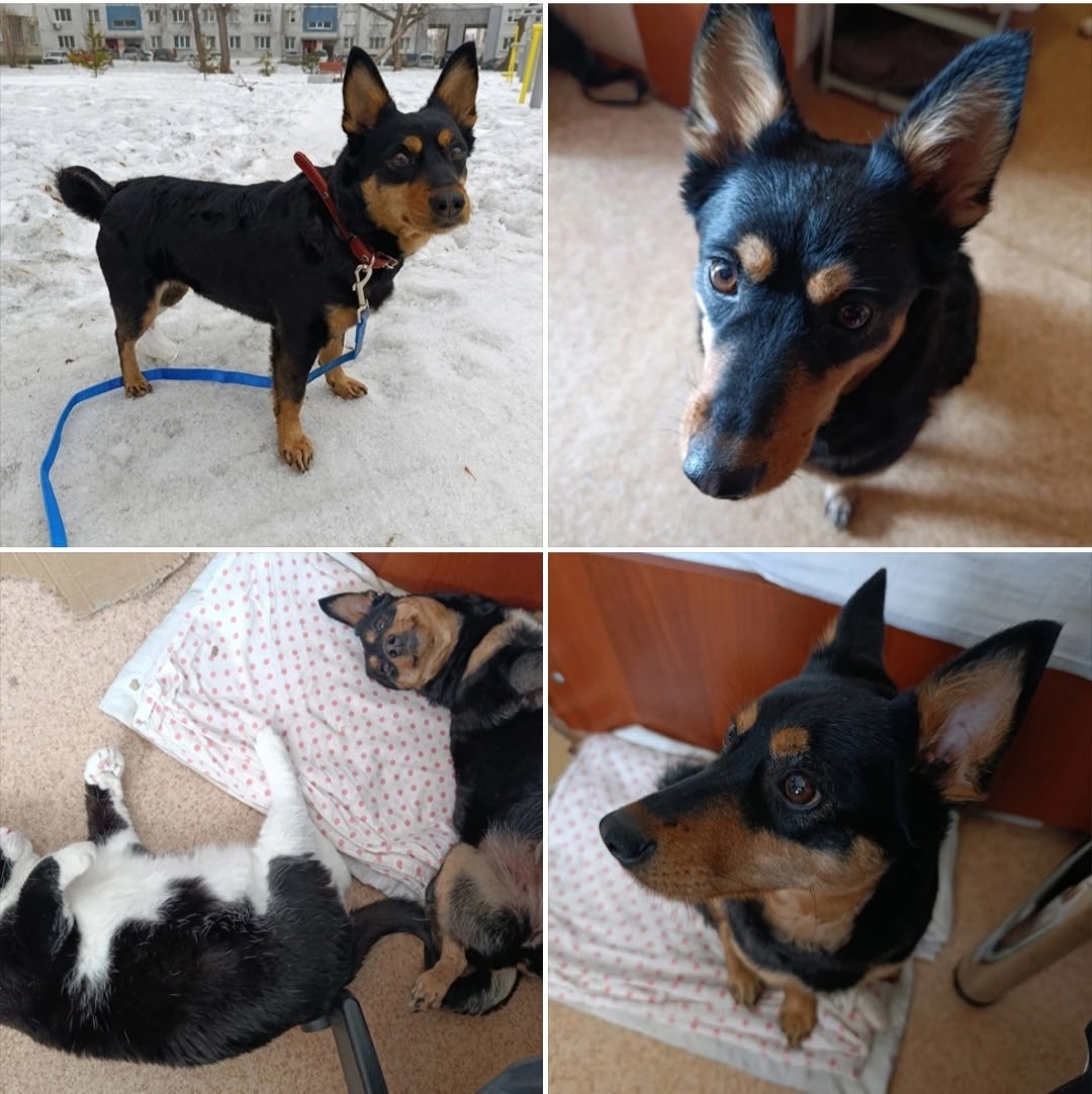 Найдена собака в Бердске — фото объявления