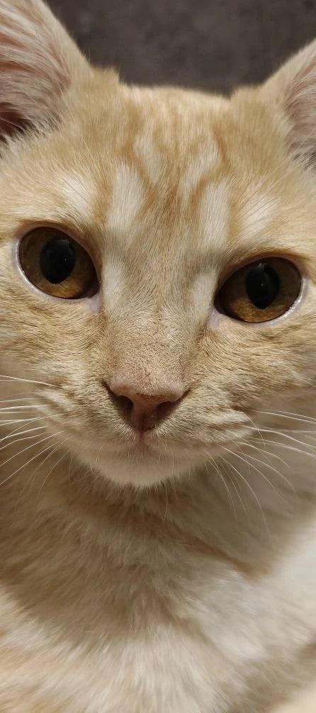 Пропала кошка в Бердске — фото объявления