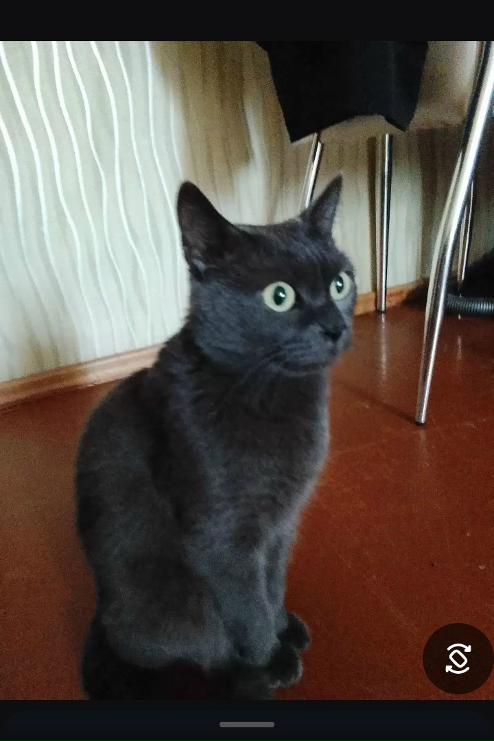 Пропала кошка в Бердске — фото объявления