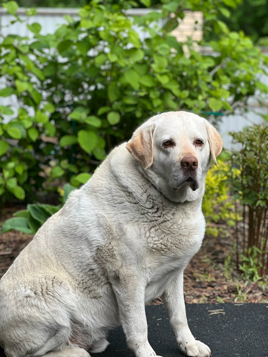 Пропала собака в Бердске — фото объявления