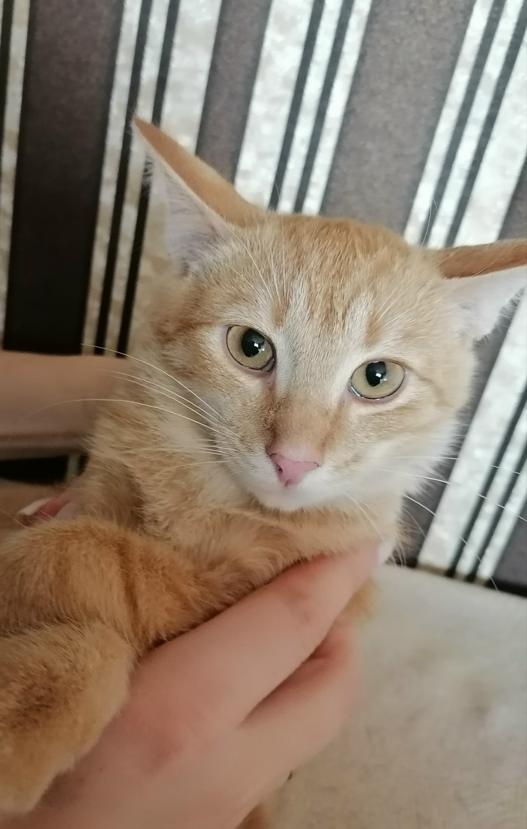 Найдена кошка в Бердске — фото объявления