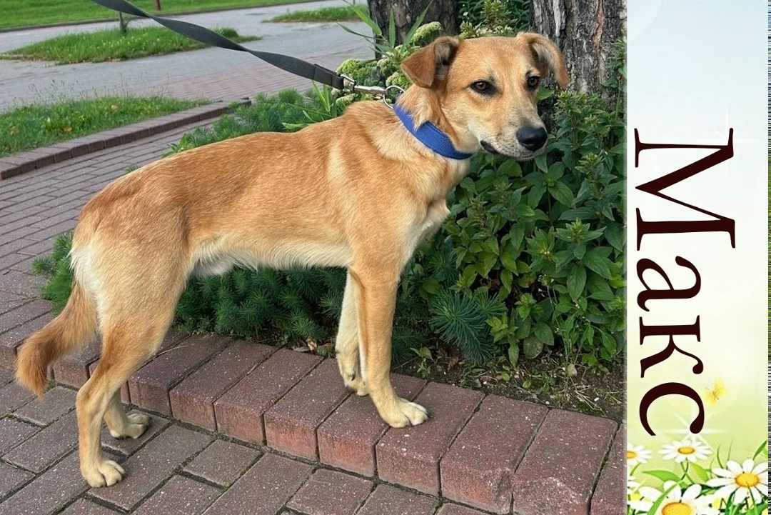 Найдена собака в Бердске — фото объявления