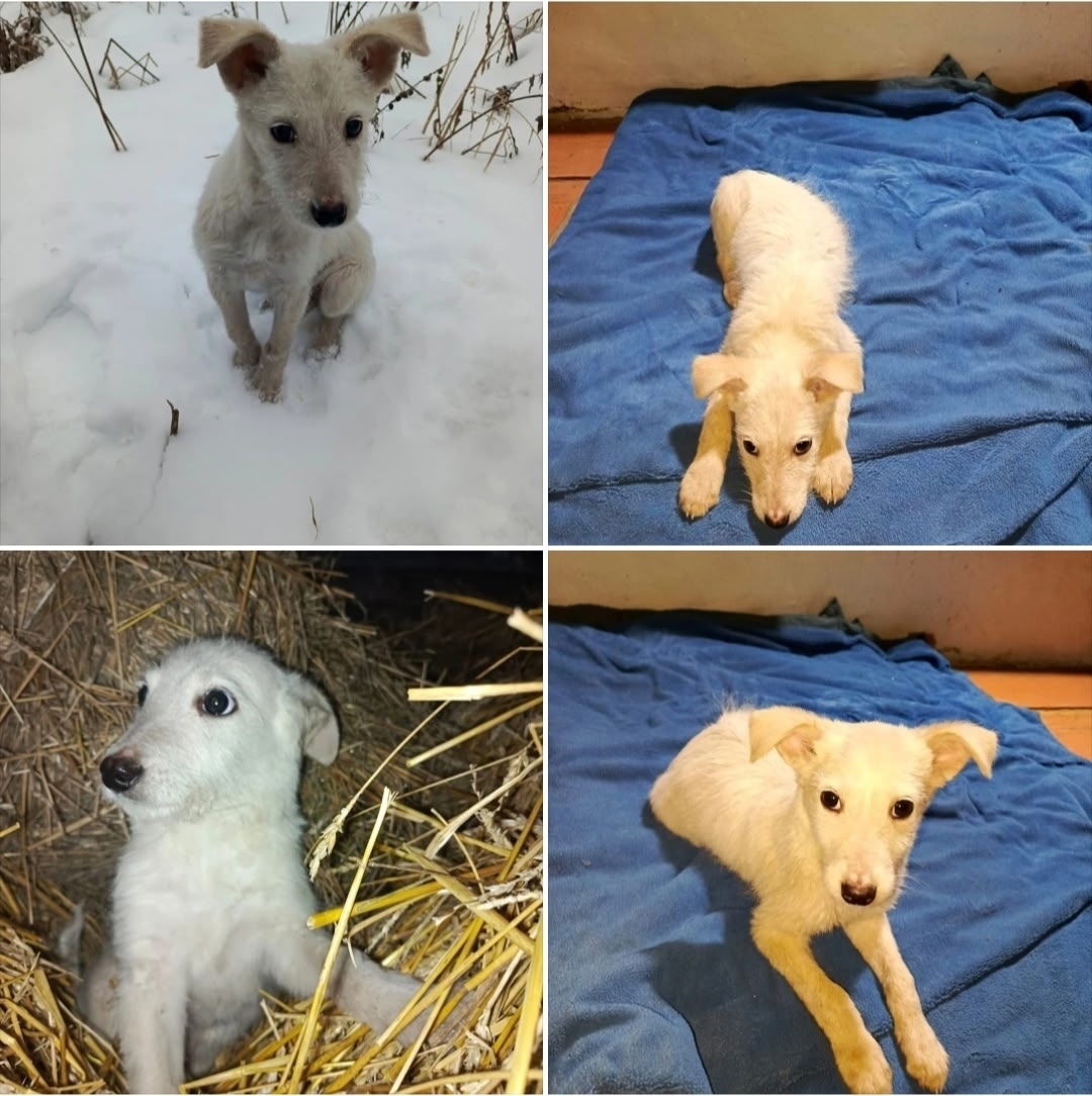 Найдена собака в Бердске — фото объявления