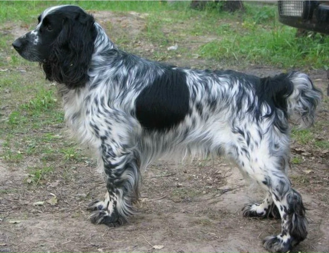 Пропала собака в Бердске — фото объявления