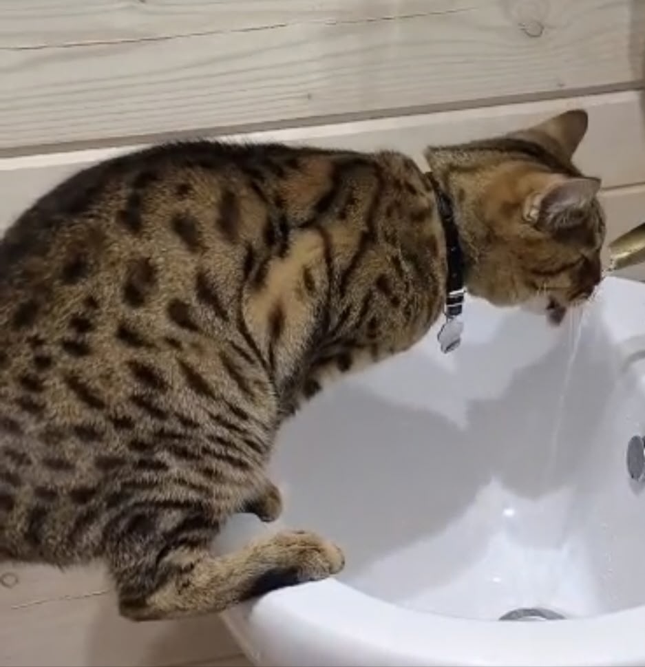 Пропала кошка в Бердске — фото объявления