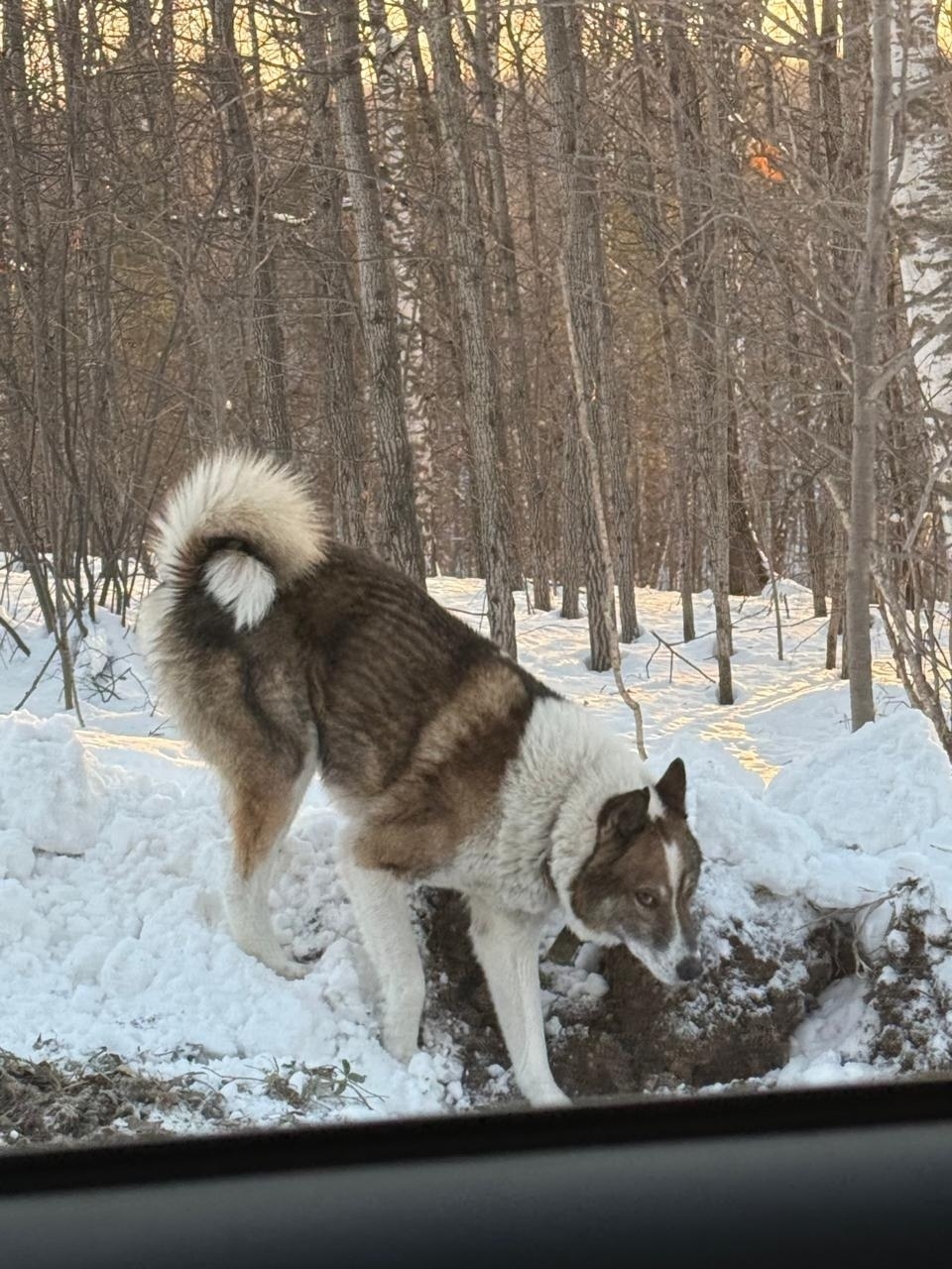 Пропала собака в Бердске — фото объявления