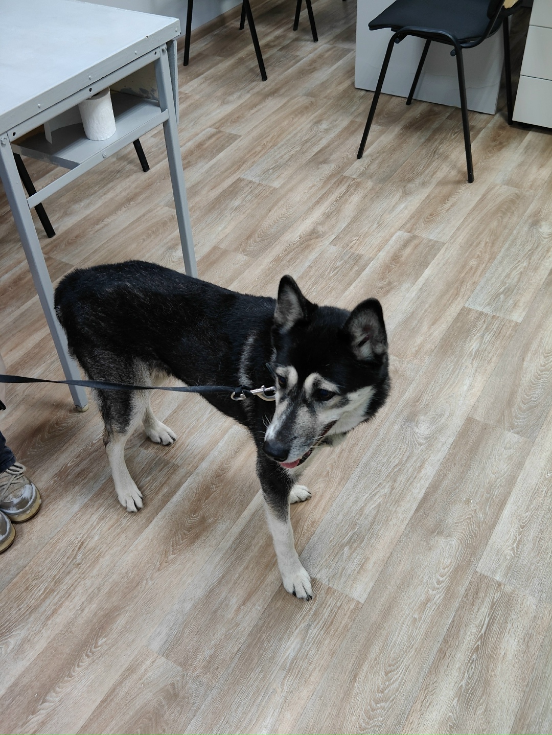 Найдена собака в Норильске — фото объявления