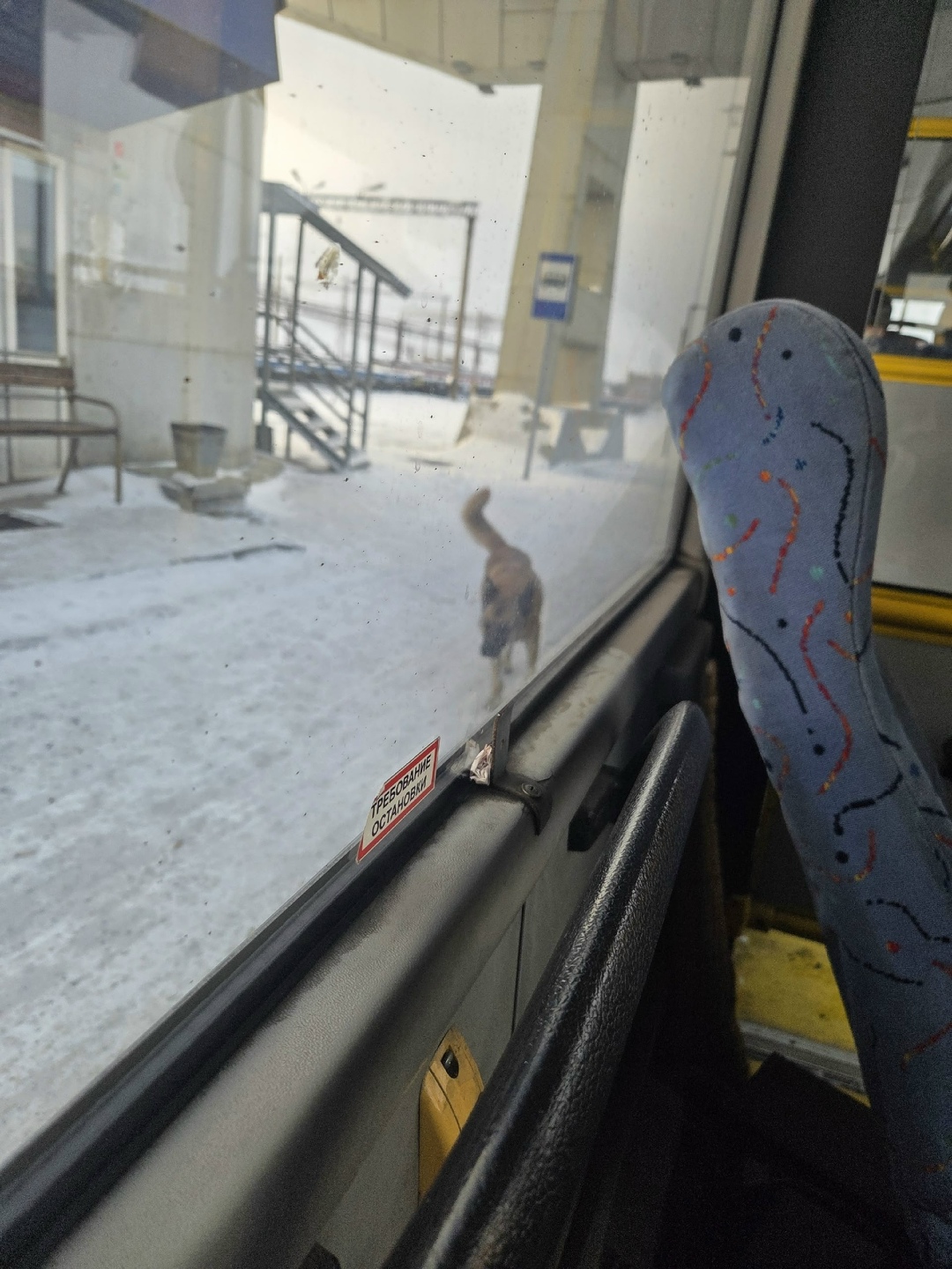 Пропала собака в Норильске — фото объявления