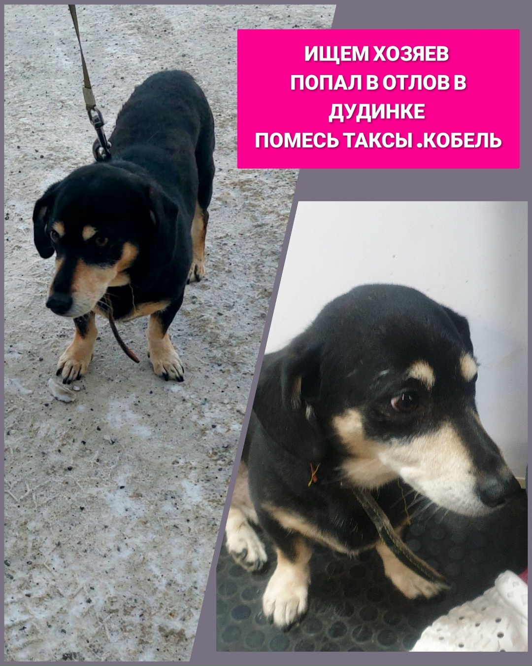 Пропала собака в Норильске — фото объявления