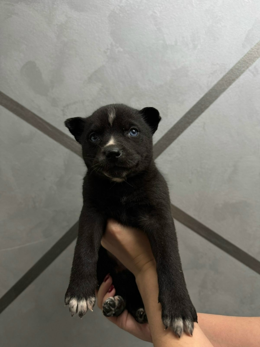 Найдена собака в Норильске — фото объявления