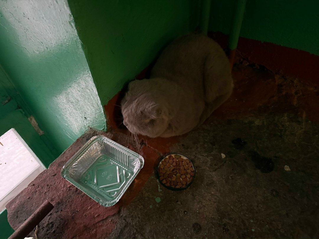 Найдена кошка в Норильске — фото объявления