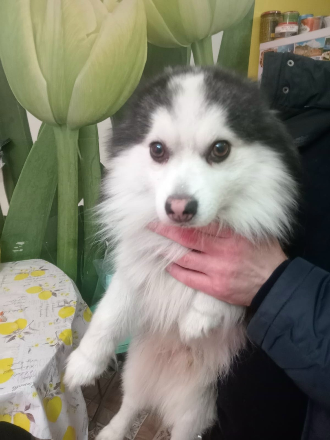 Найдена собака в Норильске — фото объявления