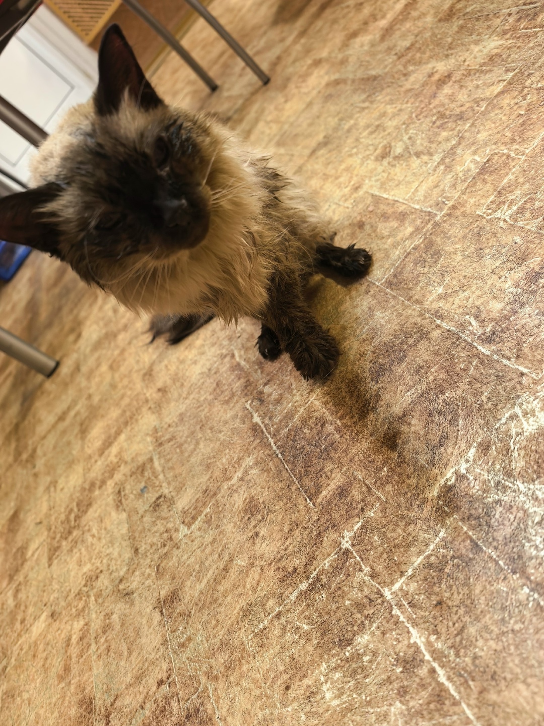 Найдена кошка в Норильске — фото объявления