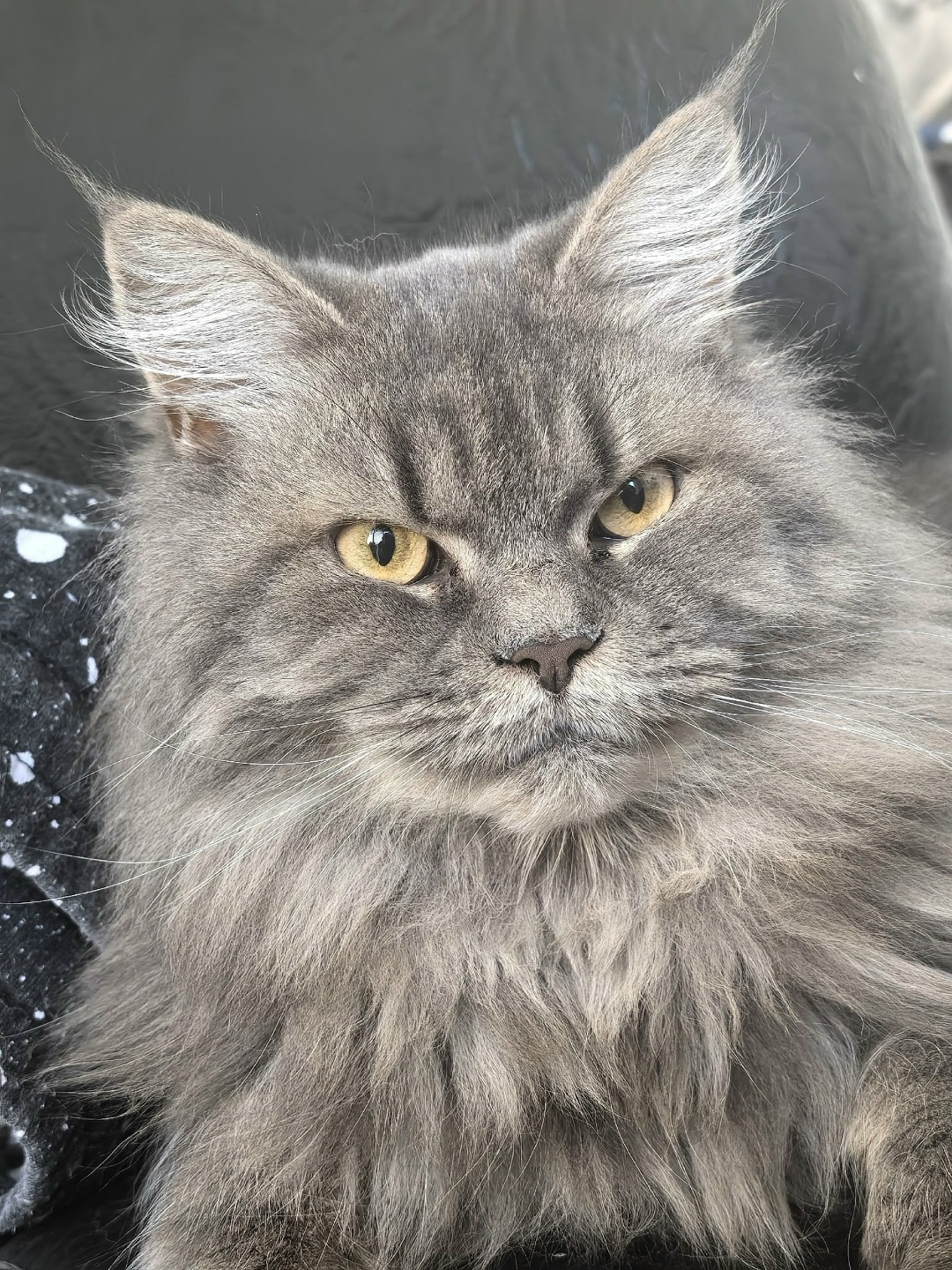 Пропала кошка в Норильске — фото объявления