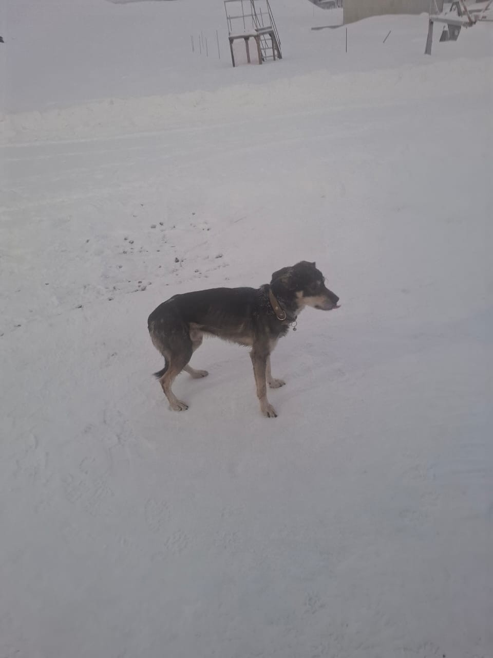 Пропала собака в Норильске — фото объявления