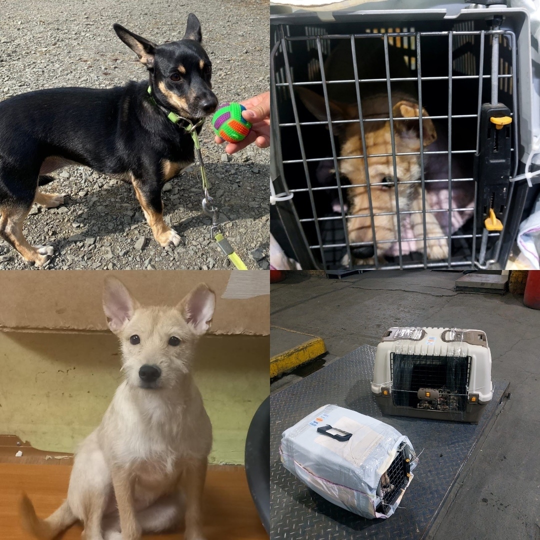 Найдена собака в Норильске — фото объявления