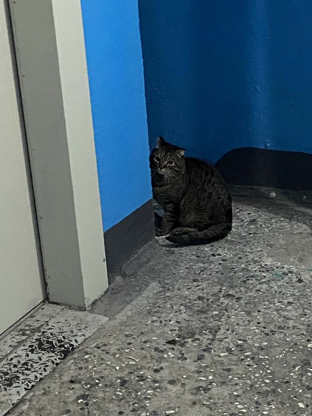 Пропала кошка в Норильске — фото объявления