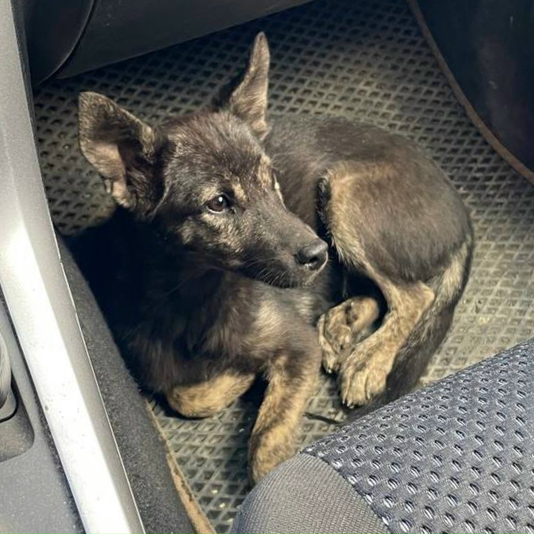 Пропала собака в Норильске — фото объявления