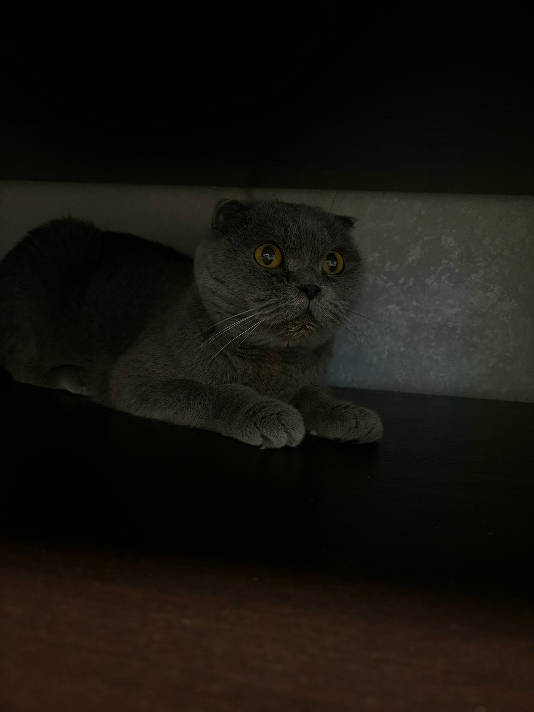 Найдена собака в Норильске — фото объявления