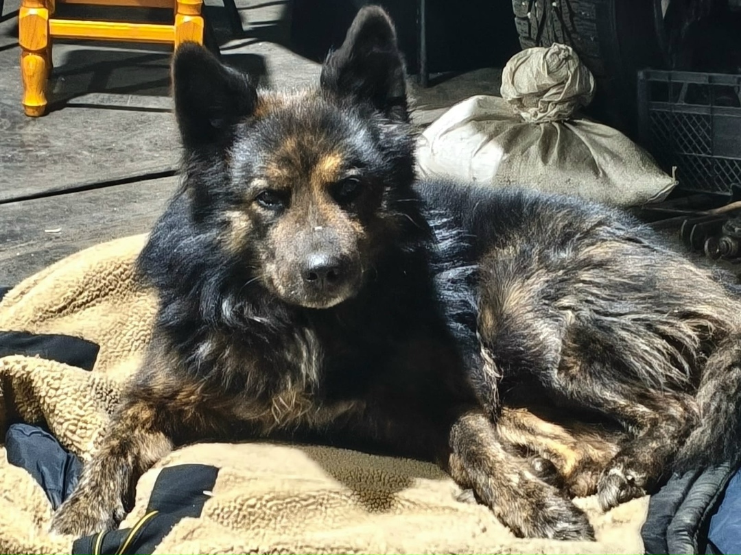 Пропала собака в Норильске — фото объявления