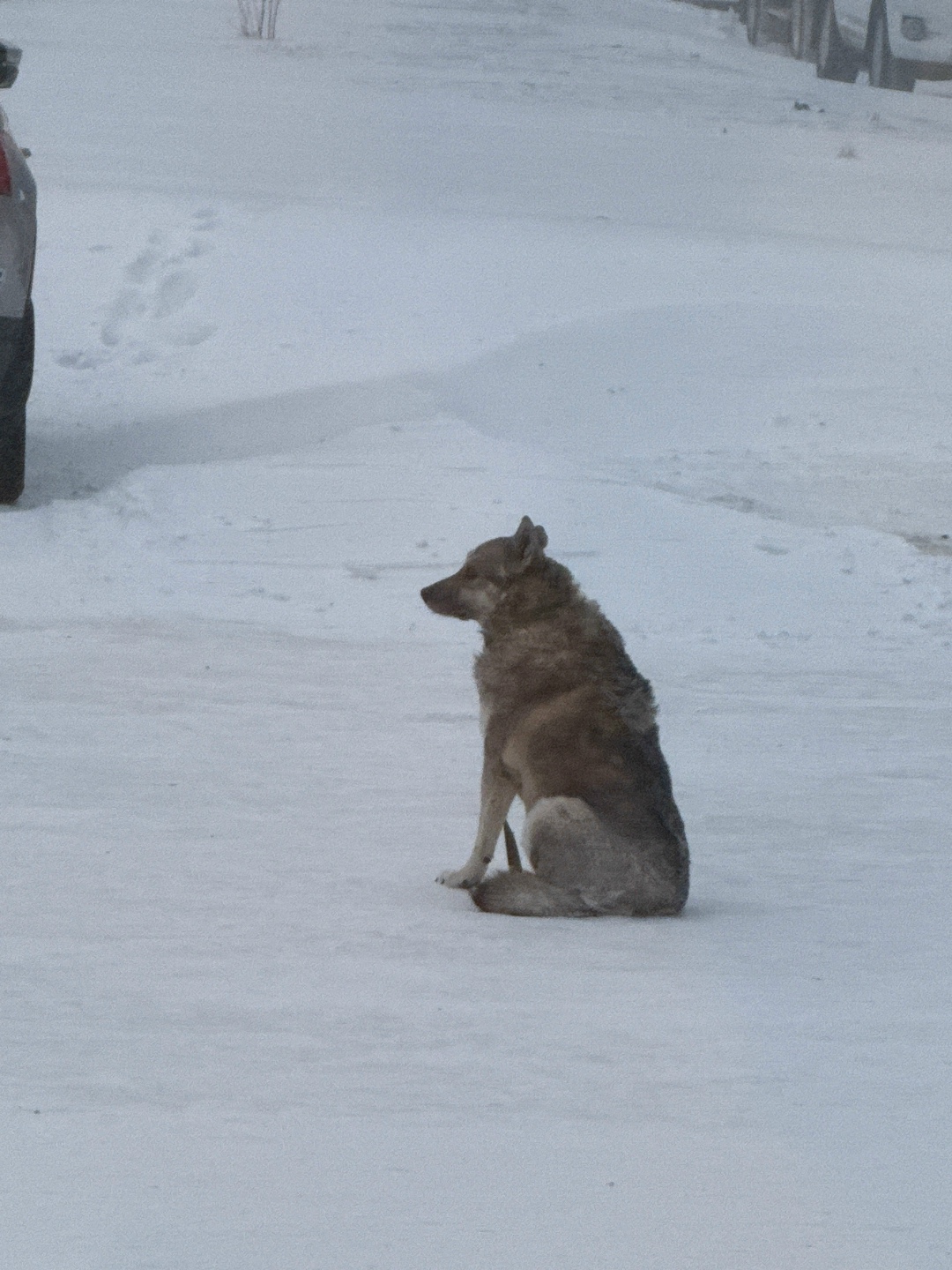 Пропала собака в Норильске — фото объявления