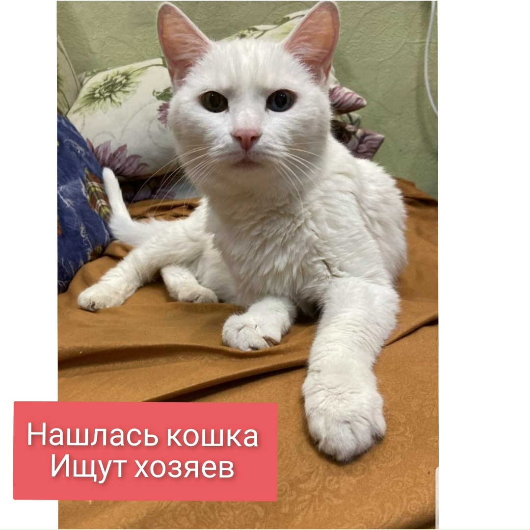 Найдена кошка в Норильске — фото объявления