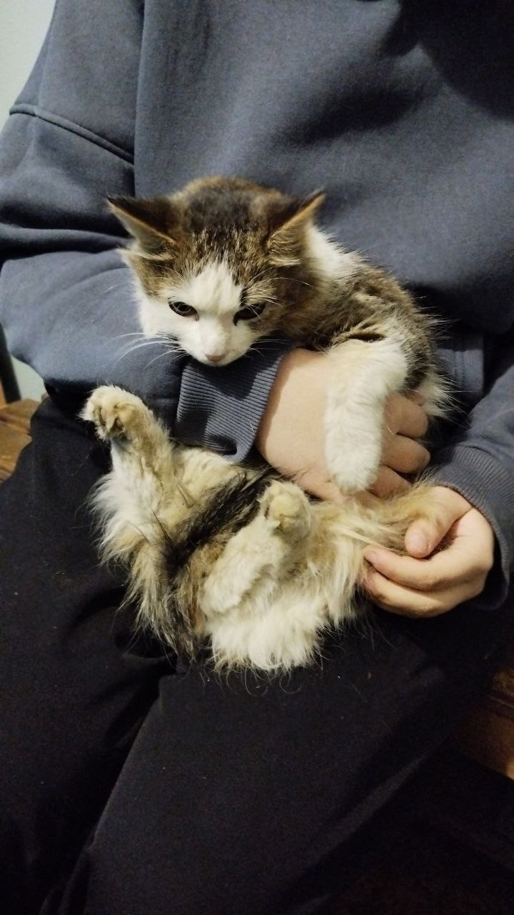 Найдена кошка в Норильске — фото объявления