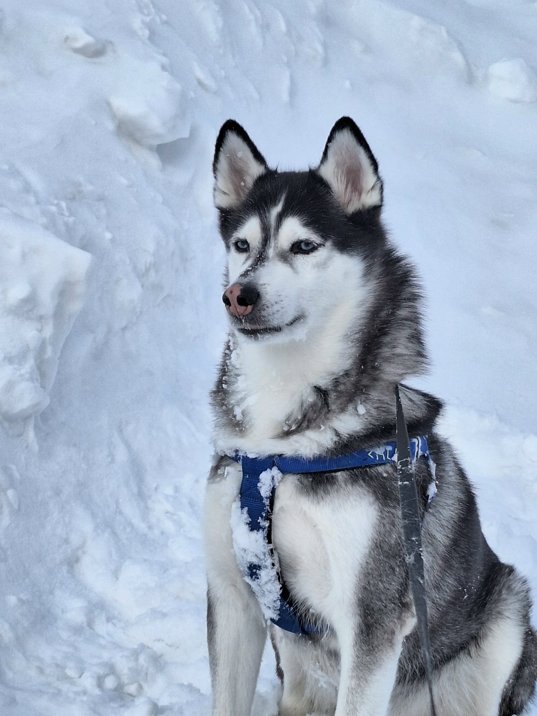Пропала собака в Норильске — фото объявления