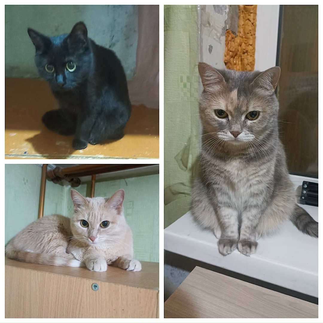 Пропала кошка в Норильске — фото объявления