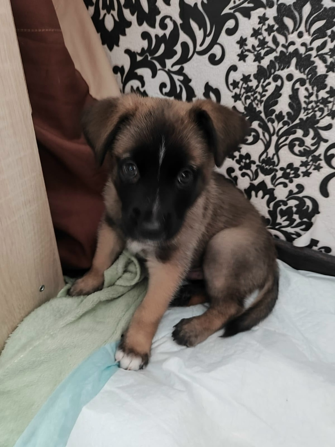 Найдена собака в Норильске — фото объявления