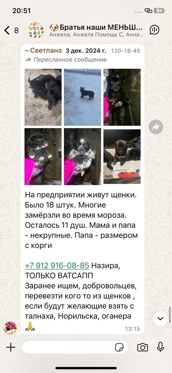 Найдена собака в Норильске — фото объявления